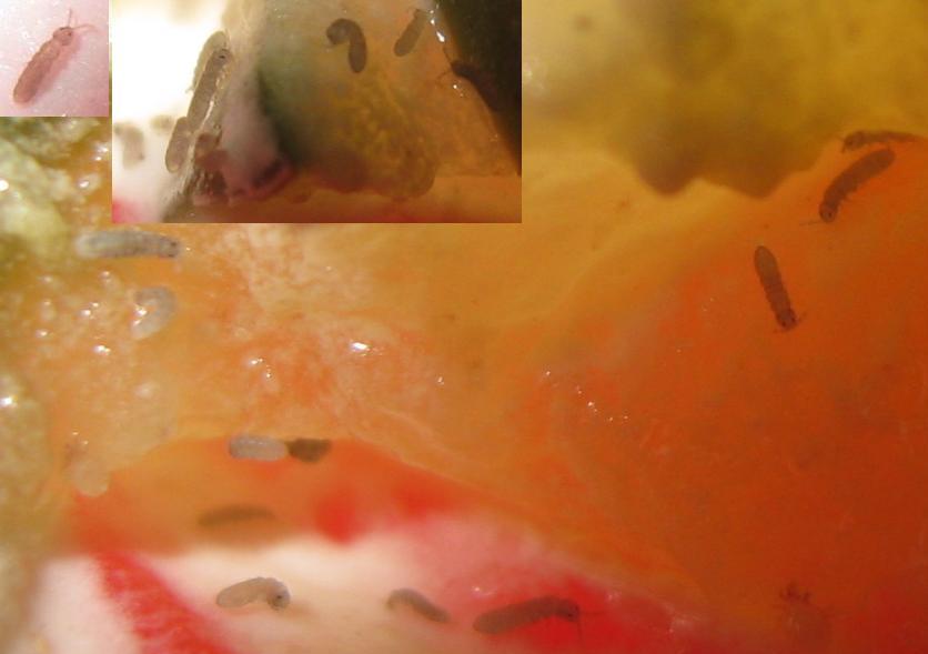Are these baby millipedes
