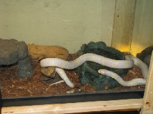 Banded Albino Cali King