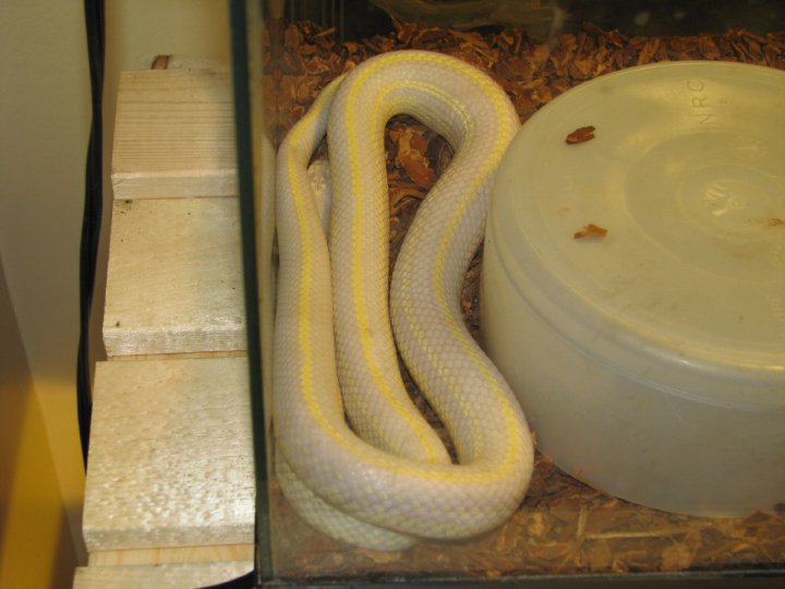 Striped Albino Cali King