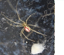 UK spider