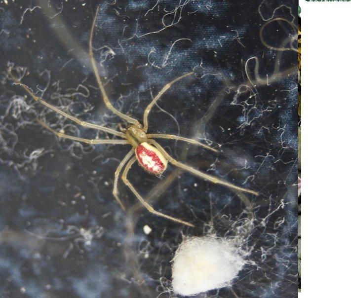 UK spider