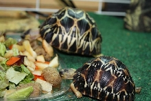 My radiateds eating
