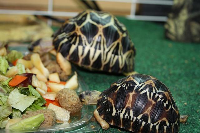 My radiateds eating