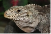 closeup of hybrid