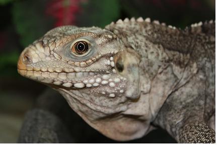 closeup of hybrid