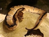 reduced pattern male clown