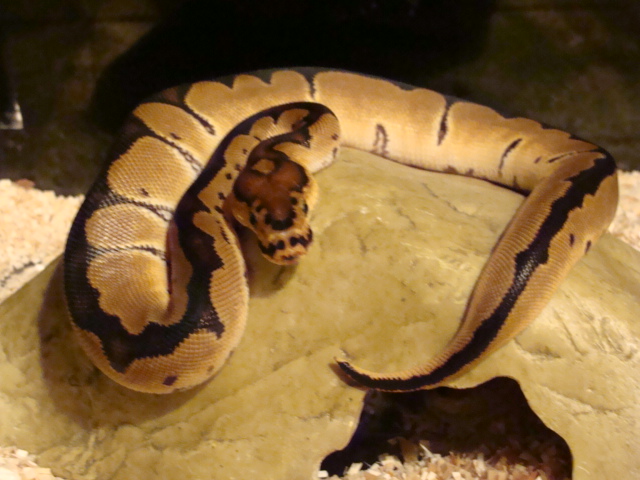 reduced pattern male clown