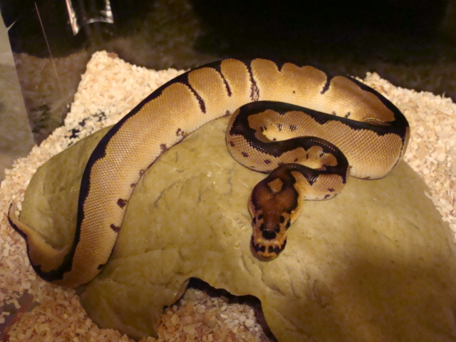 reduced pattern male clown 2