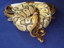 reduced clown female and friends