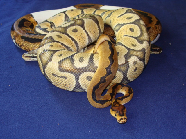 reduced clown female and friends