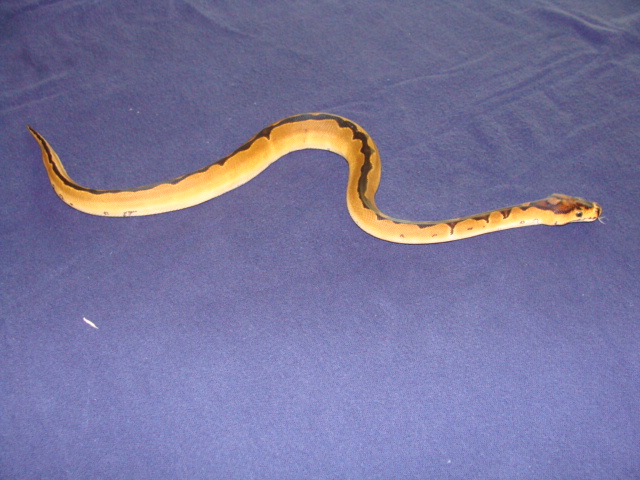 reduced pattern female hatchling clown