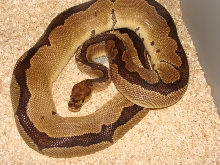 reduced pattern adult clown male