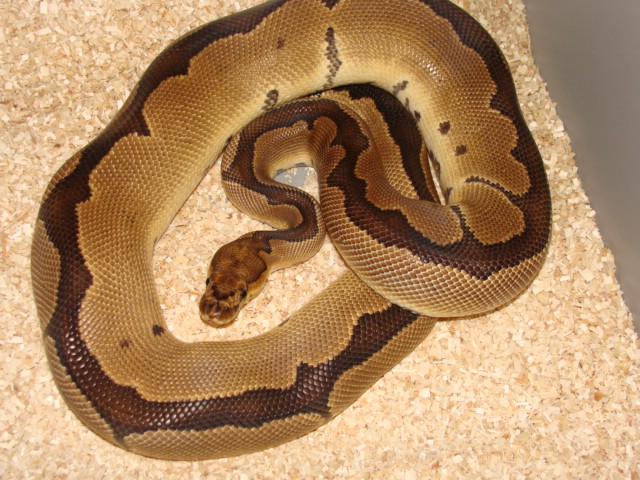 reduced pattern adult clown male