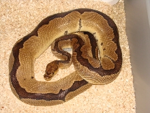 adult male clown