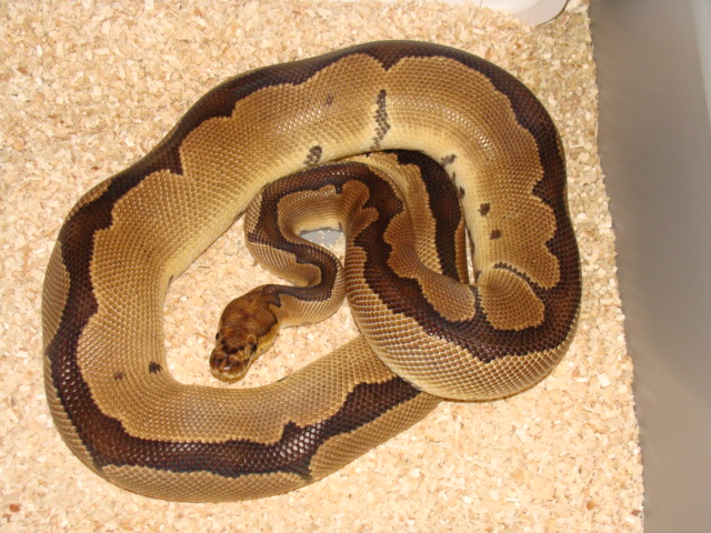 adult male clown