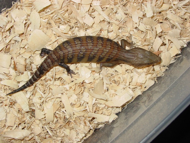 2011 northern2
