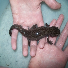 Idaho Giant Salamander - Dicamptodon aterrimus 3