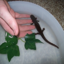 Idaho Giant Salamander - Dicamptodon aterrimus 2