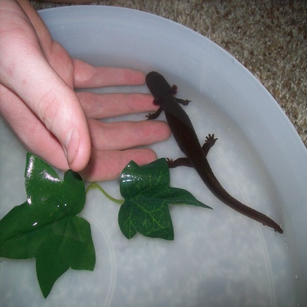 Idaho Giant Salamander - Dicamptodon aterrimus 2