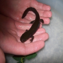 Idaho Giant Salamander - Dicamptodon aterrimus 1
