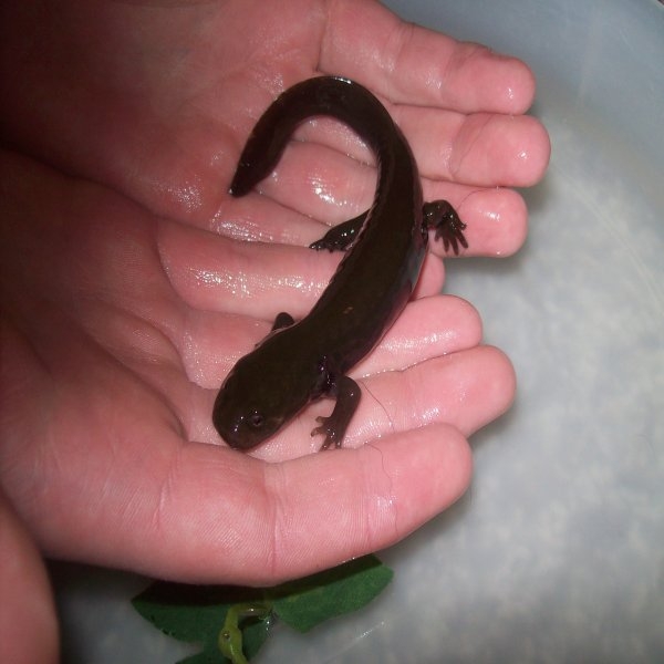Idaho Giant Salamander - Dicamptodon aterrimus 1