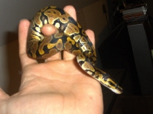 Baby Ball Python Female
