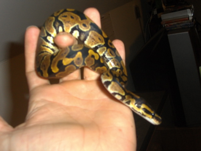 Baby Ball Python Female