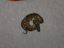 Baby Ball Python Female