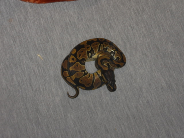 Baby Ball Python Female