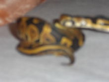 Baby Ball Python Female