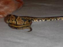 MY FEMALE BALL PYTHON