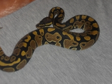 MY FEMALE BALL PYTHON