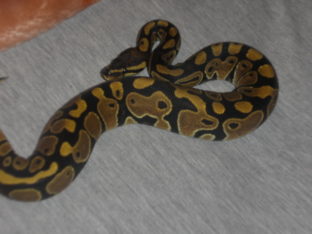 MY FEMALE BALL PYTHON