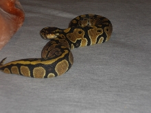MY FEMALE BALL PYTHON