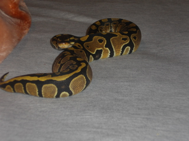 MY FEMALE BALL PYTHON