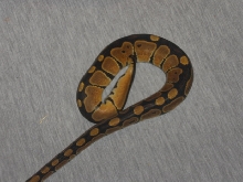 My Male Ball Python
