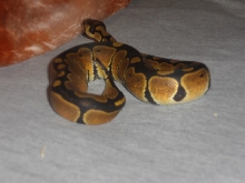 My Male Ball Python