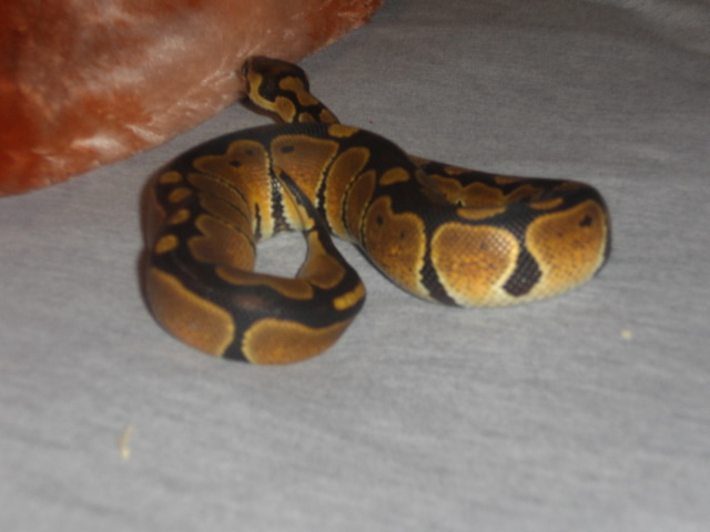 My Male Ball Python