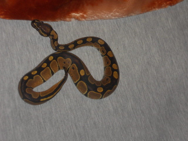 My Male Ball Python