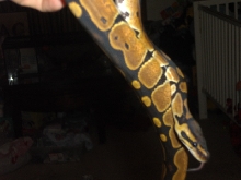My Male Ball Python