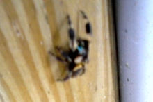 Can you tell me what kind of spider this is?
