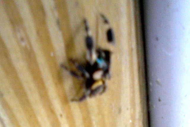Can you tell me what kind of spider this is?