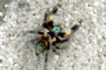 Spider found in Florida, But what kind?