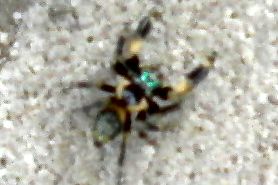 Spider found in Florida, But what kind?