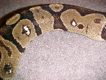 New ball python