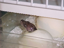 Jampea hatchling