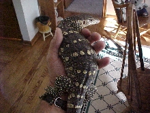 One more of Ares.