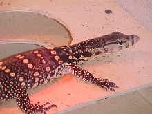 CB Water Hatchling
