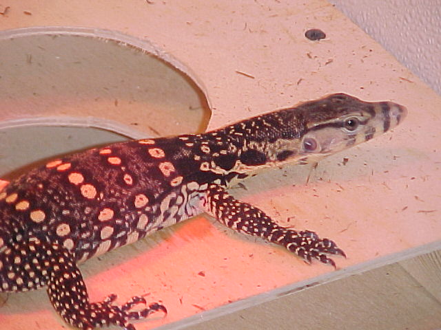 CB Water Hatchling