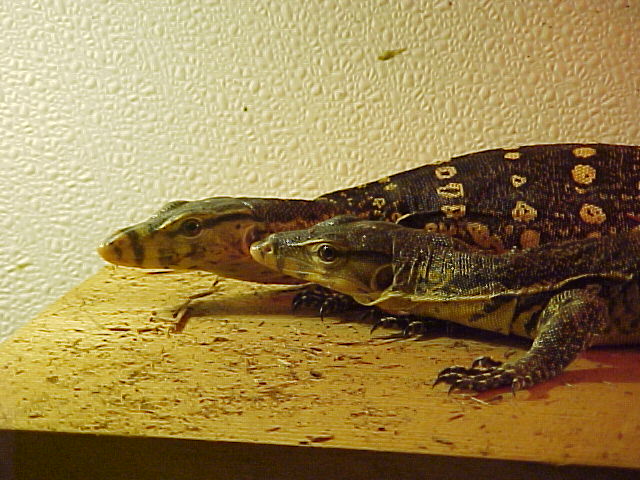 Zeus & Ares